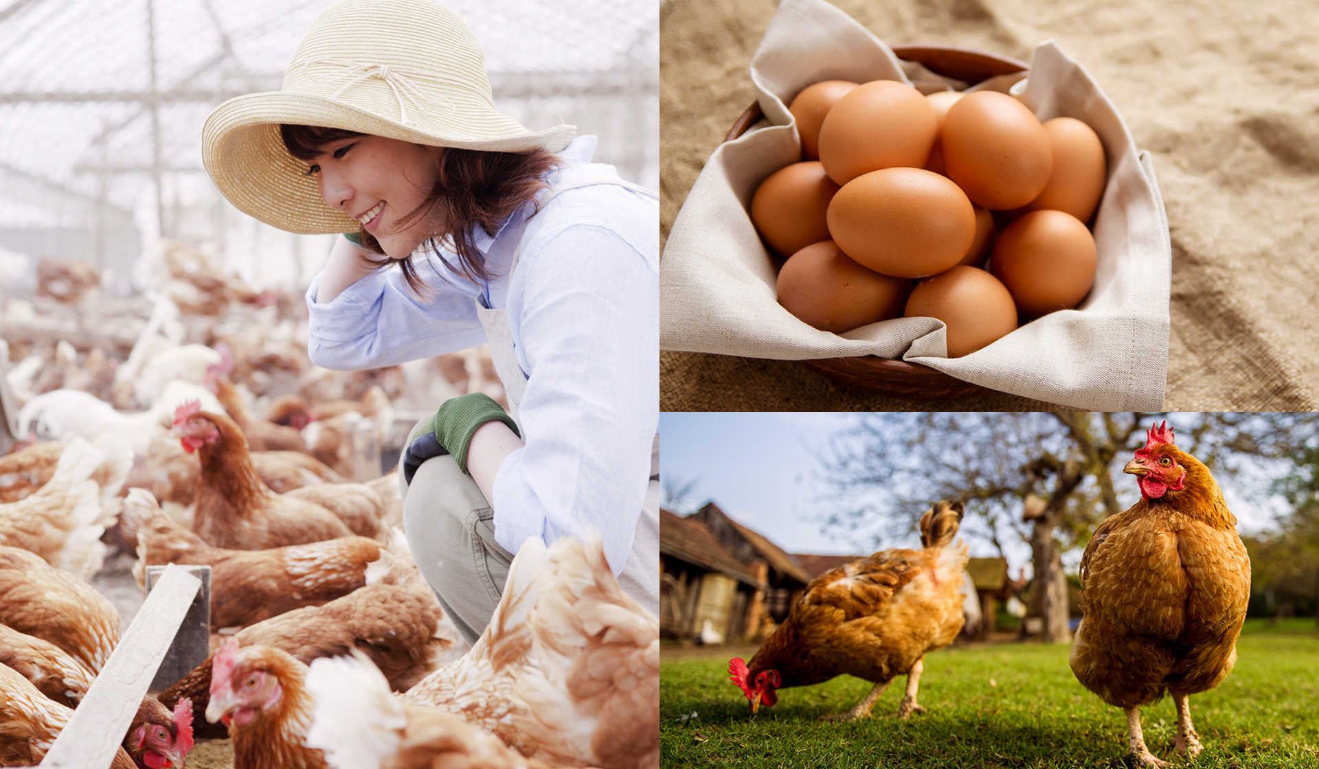 輸入食品イメージ