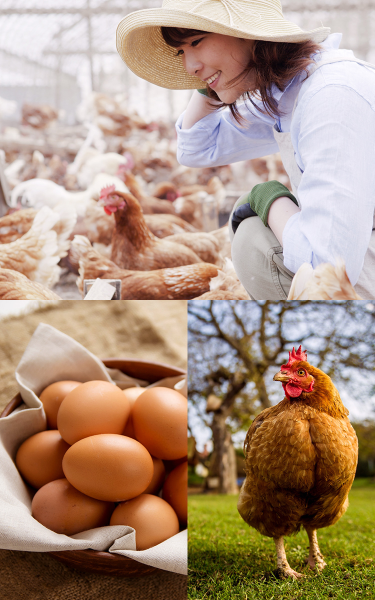 輸入食品イメージ